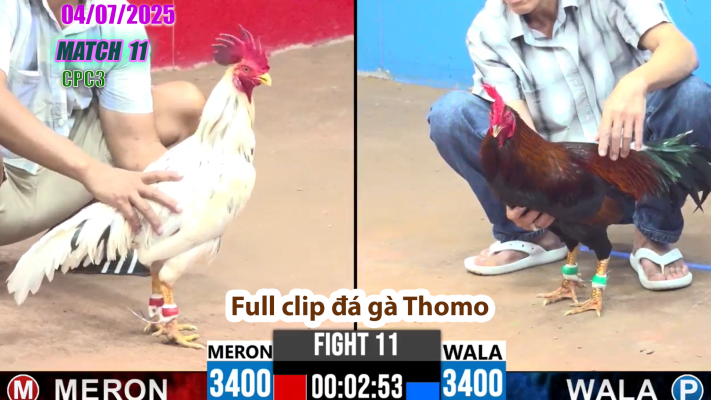 CPC3-TRẬN 11 | đá gà Thomo | 04/07/2025
