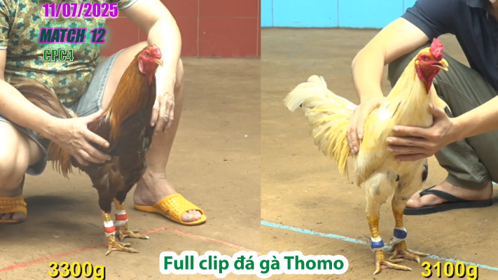 CPC4-TRẬN 12 | đá gà Thomo |11/07/2025