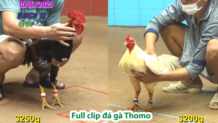 CPC4-TRẬN 12 | đá gà Thomo |15/07/2025