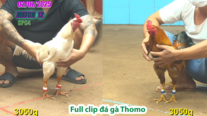 CPC4-TRẬN 12 | đá gà Thomo | 02/07/2025