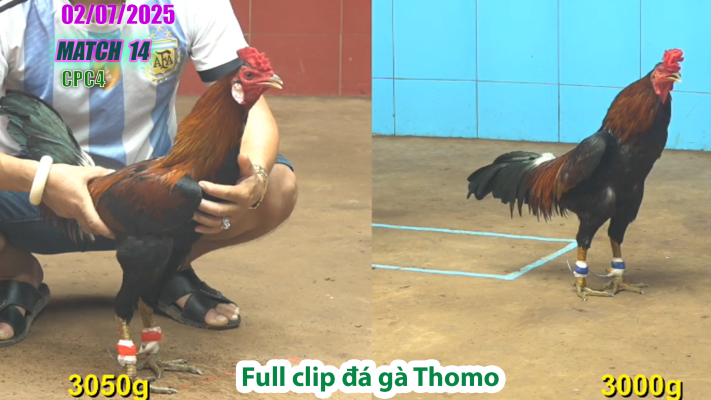 CPC4-TRẬN 14 | đá gà Thomo | 02/07/2025