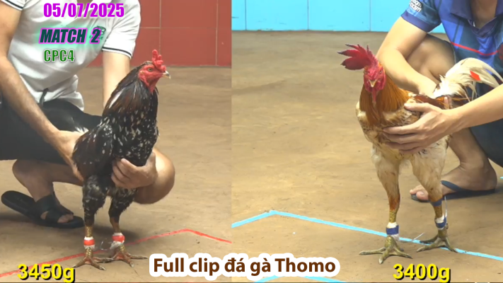 CPC4-TRẬN 2 | đá gà Thomo | 05/07/2025