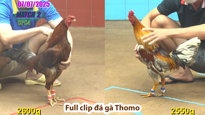 CPC4-TRẬN 2 | đá gà Thomo | 7/07/2025