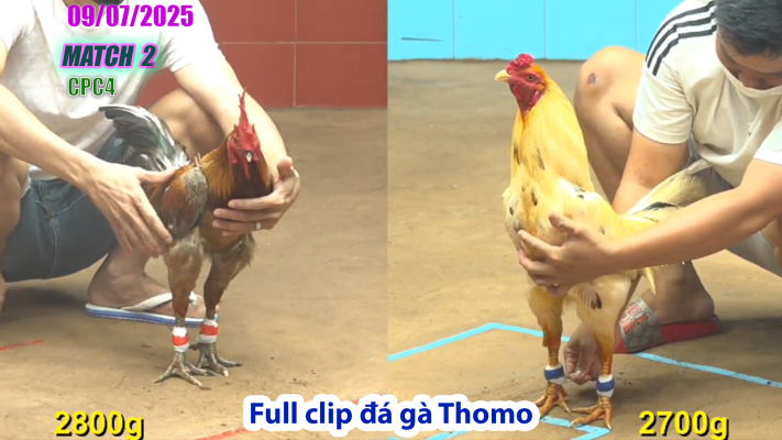CPC4-TRẬN 2 | đá gà Thomo |09/07/2025