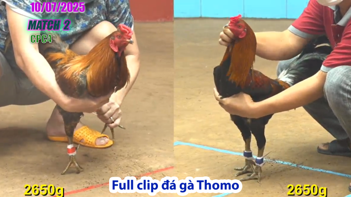 CPC4-TRẬN 2 | đá gà Thomo |10/07/2025
