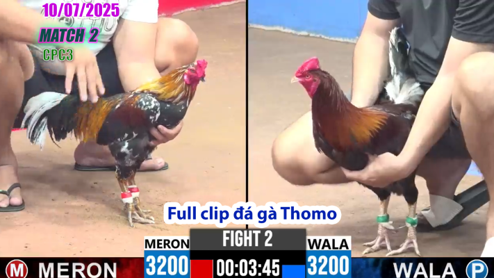 CPC3-TRẬN 2 | đá gà Thomo |10/07/2025