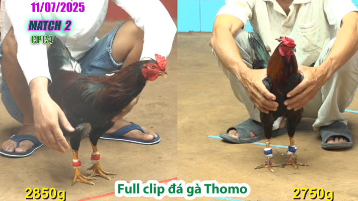 CPC4-TRẬN 2 | đá gà Thomo |11/07/2025