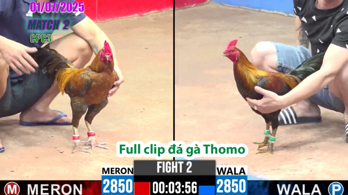 CPC3-TRẬN 2 | đá gà Thomo | 01/07/2025