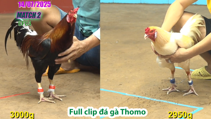 CPC4-TRẬN 2 | đá gà Thomo |14/07/2025