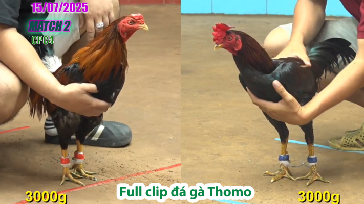 CPC4-TRẬN 2 | đá gà Thomo |15/07/2025