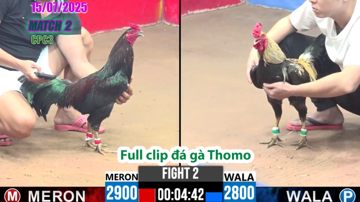 CPC3-TRẬN 2 | đá gà Thomo |15/07/2025