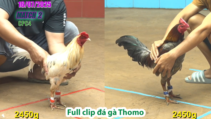 CPC4-TRẬN 2 | đá gà Thomo |16/07/2025