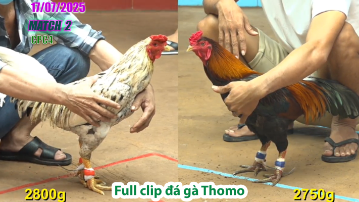 CPC4-TRẬN 2 | đá gà Thomo |17/07/2025