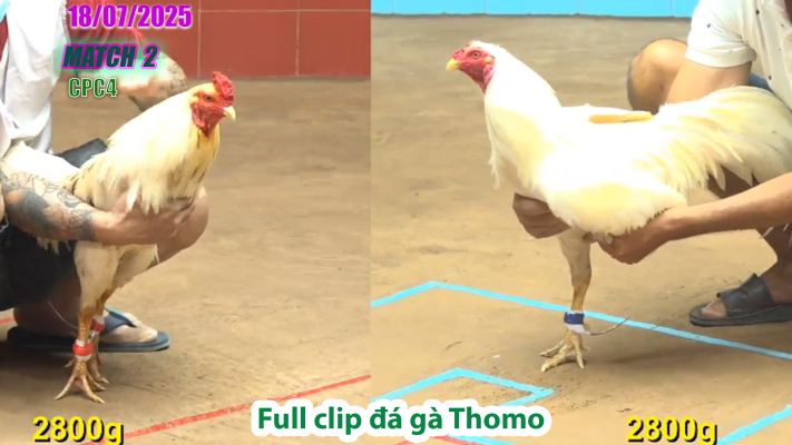 CPC4-TRẬN 2 | đá gà Thomo |18/07/2025