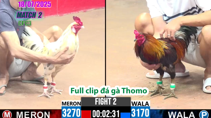 CPC3-TRẬN 2 | đá gà Thomo |18/07/2025