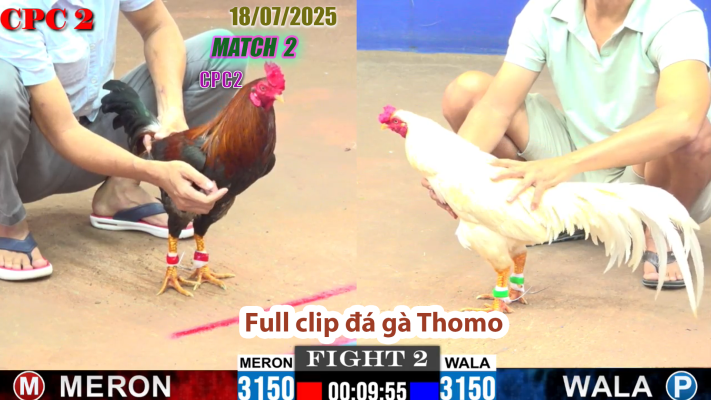 CPC2-TRẬN 2 | đá gà Thomo |18/07/2025