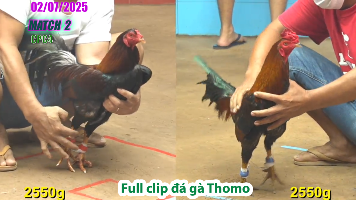 CPC4-TRẬN 2 | đá gà Thomo | 02/07/2025