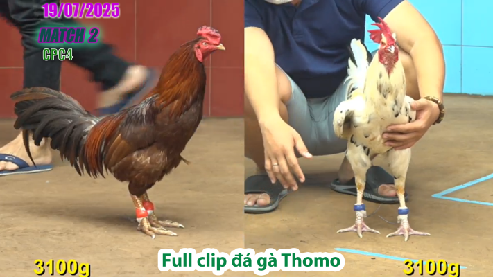 CPC4-TRẬN 2 | đá gà Thomo |18/07/2025