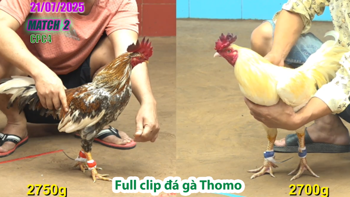 CPC4-TRẬN 2 | đá gà Thomo |21/07/2025