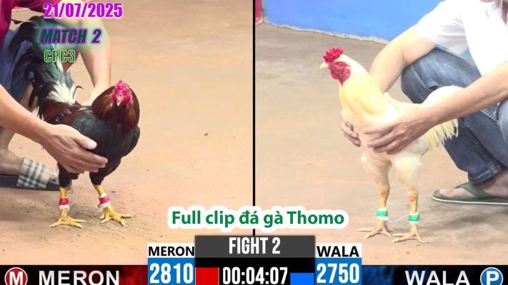 CPC3-TRẬN 2 | đá gà Thomo |21/07/2025