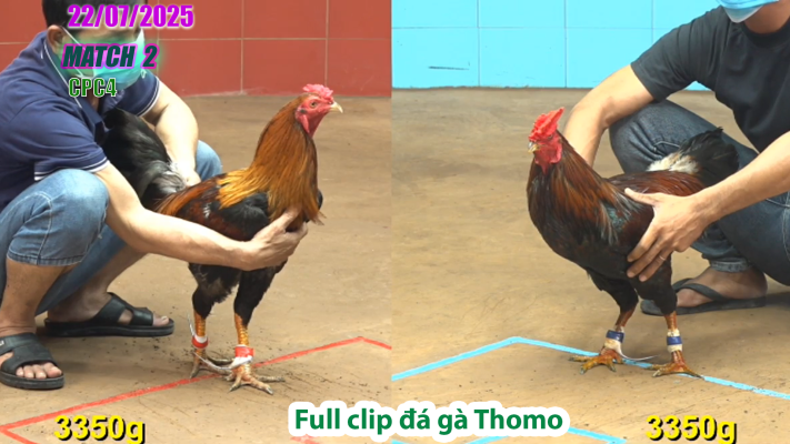 CPC4-TRẬN 2 | đá gà Thomo |22/07/2025