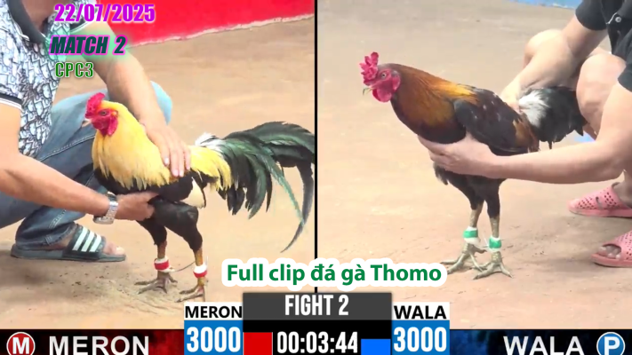 CPC3-TRẬN 2 | đá gà Thomo |22/07/2025