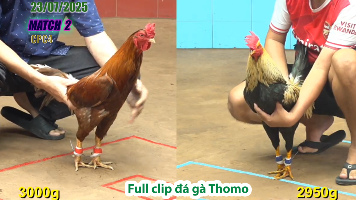 CPC4-TRẬN 2 | đá gà Thomo |23/07/2025