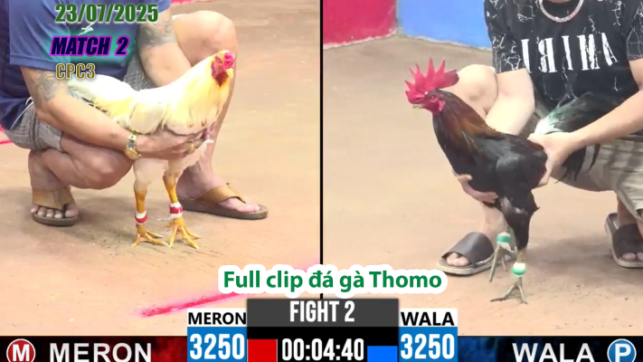 CPC3-TRẬN 2 | đá gà Thomo |23/07/2025