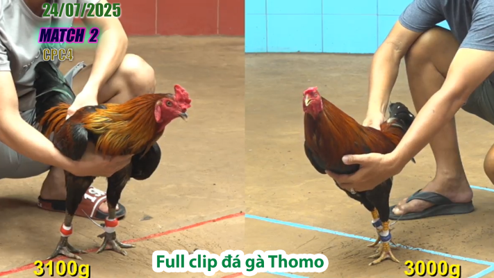 CPC4-TRẬN 2 | đá gà Thomo |24/07/2025