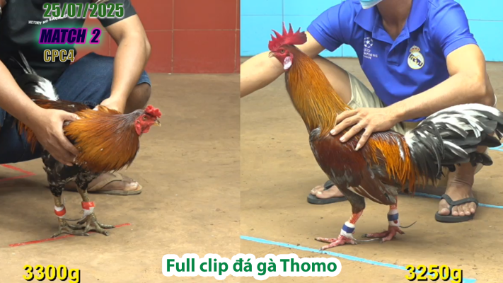 CPC4-TRẬN 2 | đá gà Thomo |25/07/2025
