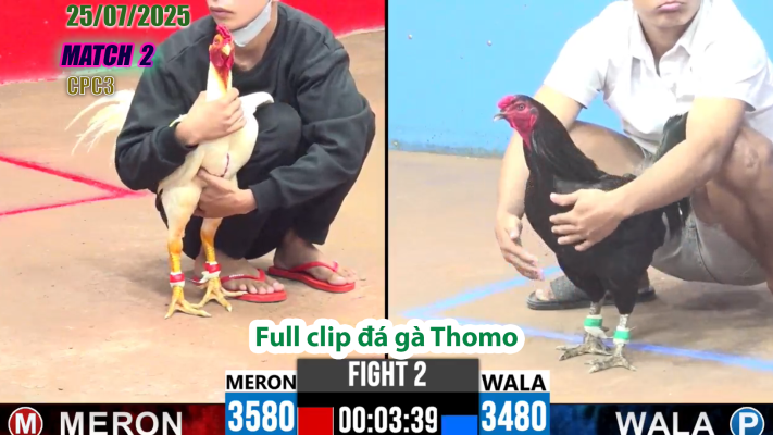 CPC3-TRẬN 2 | đá gà Thomo |25/07/2025
