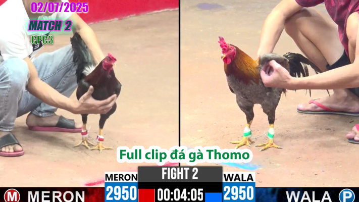 CPC3-TRẬN 2 | đá gà Thomo | 02/07/2025