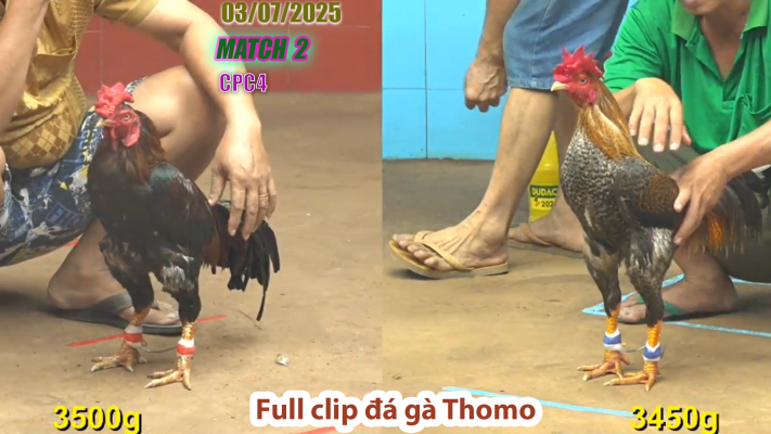 CPC4-TRẬN 2 | đá gà Thomo | 03/07/2025