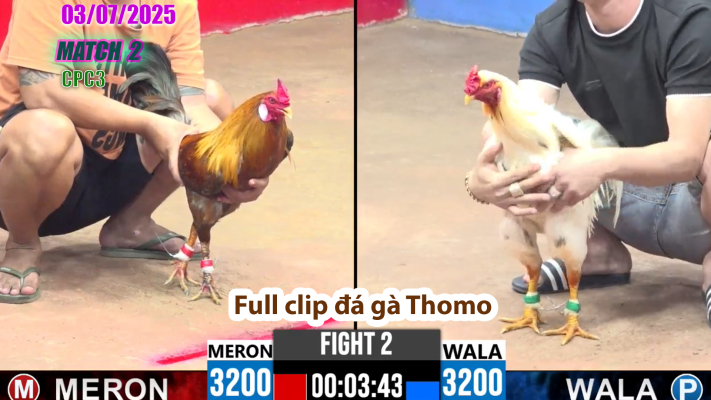 CPC3-TRẬN 2 | đá gà Thomo | 03/07/2025