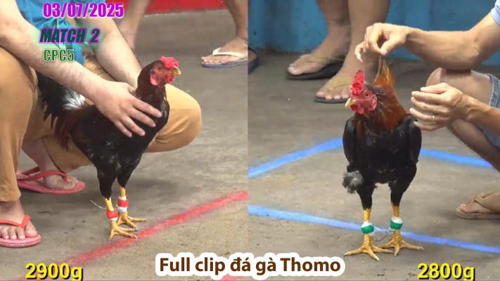 CPC5-TRẬN 2 | đá gà Thomo | 03/07/2025