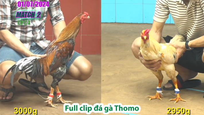 CPC4-TRẬN 2 | đá gà Thomo | 01/07/2025