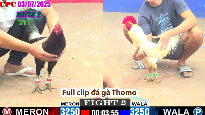 CPC1-TRẬN 2 | đá gà Thomo | 03/07/2025
