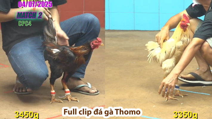 CPC4-TRẬN 2 | đá gà Thomo | 04/07/2025