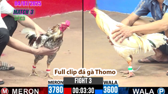 CPC3-TRẬN 3 | đá gà Thomo | 04/07/2025