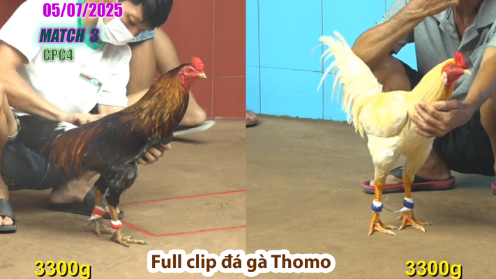 CPC4-TRẬN 3 | đá gà Thomo | 05/07/2025