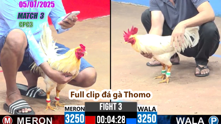 CPC3-TRẬN 3 | đá gà Thomo | 05/07/2025