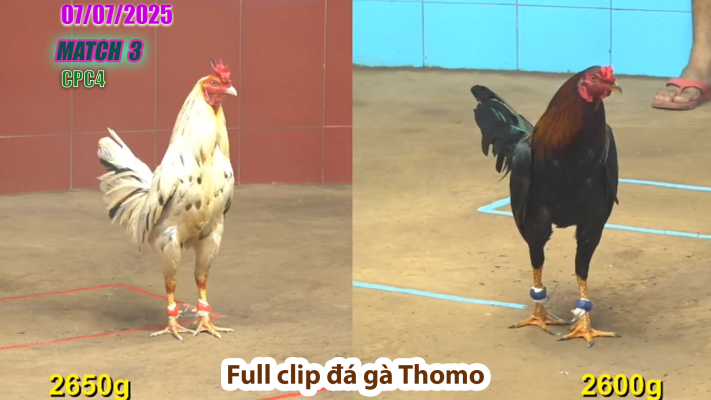 CPC4-TRẬN 3 | đá gà Thomo | 7/07/2025