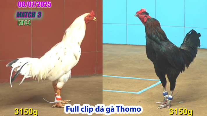 CPC4-TRẬN 3 | đá gà Thomo |08/07/2025