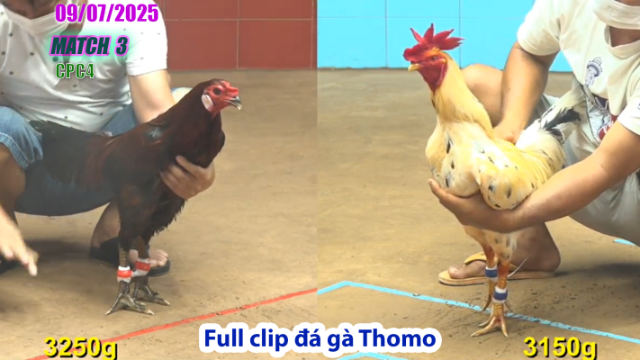 CPC4-TRẬN 3 | đá gà Thomo |09/07/2025