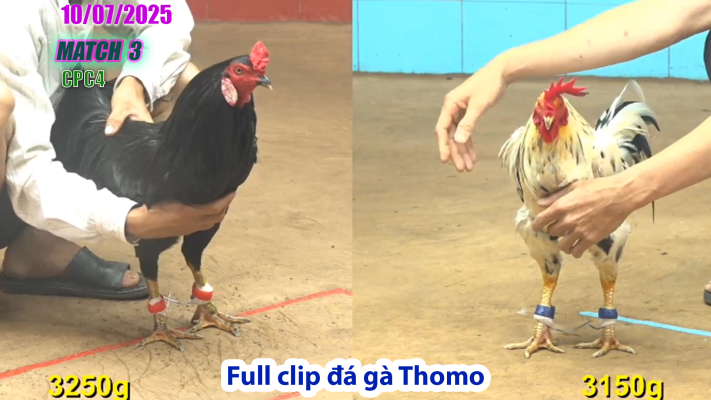 CPC4-TRẬN 3 | đá gà Thomo |10/07/2025