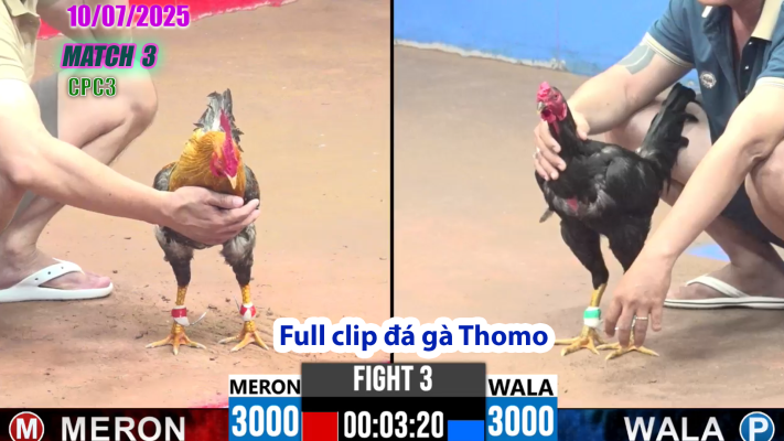 CPC3-TRẬN 3 | đá gà Thomo |10/07/2025