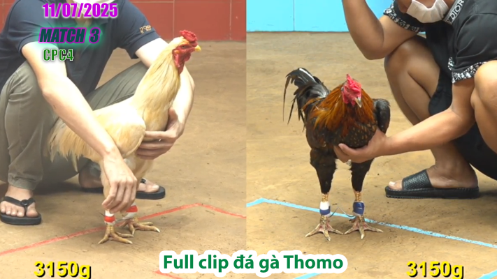 CPC4-TRẬN 3 | đá gà Thomo |11/07/2025