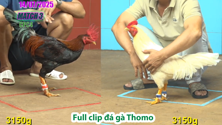 CPC4-TRẬN 3 | đá gà Thomo |14/07/2025