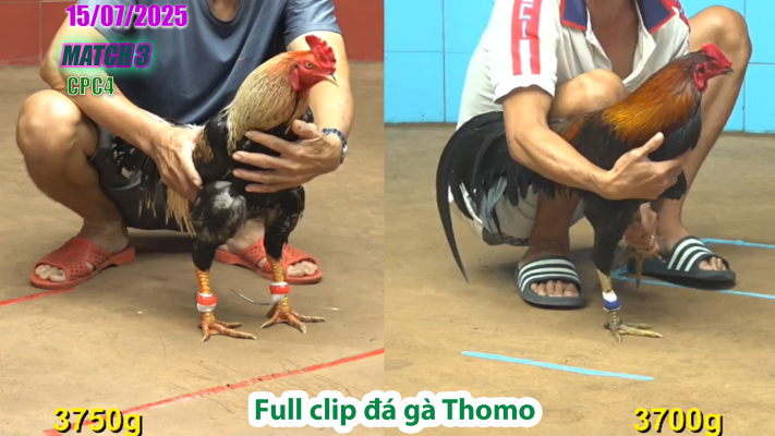 CPC4-TRẬN 3 | đá gà Thomo |15/07/2025