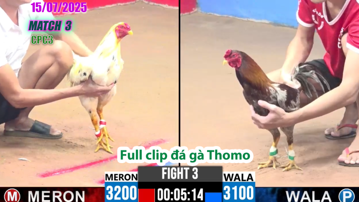 CPC3-TRẬN 3 | đá gà Thomo |15/07/2025